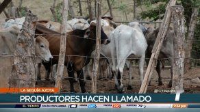 Productores de Azuero piden se declare estado de emergencia por sequía