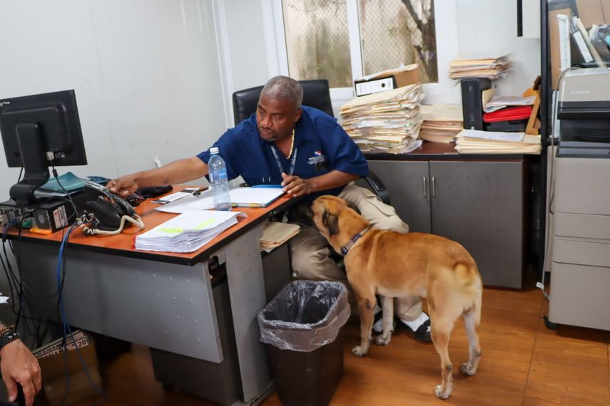 MiAmbiente abre sus puertas a personas en compañía de sus animales domésticos