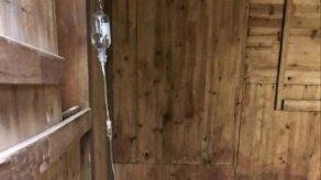 Un canguro muere en un zoo de China por los ladrillazos de visitantes