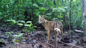 MiAmbiente indicó que es necesario que el ser humano aprenda a convivir con los coyotes tomando medidas necesarias. MiAmbiente indicó que es necesario que el ser humano aprenda a convivir con los coyotes tomando medidas necesarias.