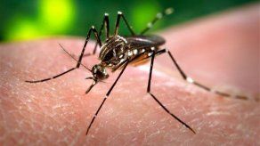 Estudio detecta presencia de mosquitos tropicales en Polonia