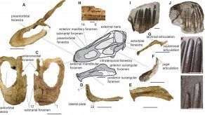 Hallan en Argentina restos de una nueva especie de dinosaurio saurópodo
