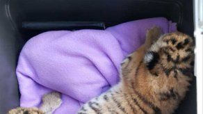 Hallan 2 cachorros de tigre en una bañera en Austria