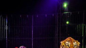 Panamá prohíbe ingreso de circos con animales silvestres