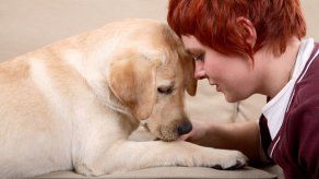 Los perros saben cuando sus dueños están tristes