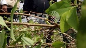 Más de 27 mil hectáreas de cultivos de hoja de coca erradicadas en 2014