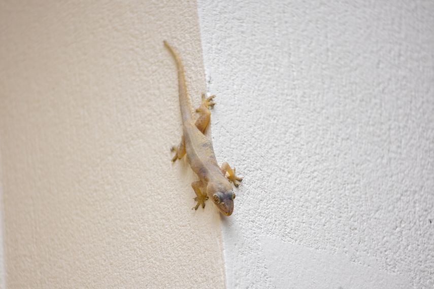 ¡Adiós a las lagartijas! La planta aromática que las ahuyentará de tu casa