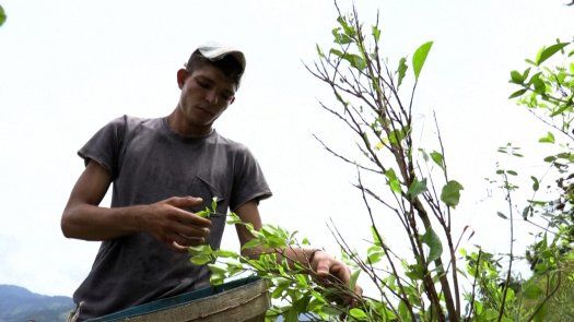 Catatumbo, la región cocalera de Colombia donde perdió la paz y la guerra antidrogas