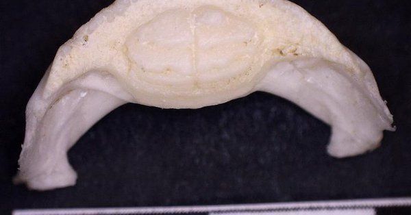 Tomografía de mandíbulas de pez erizo revela 3 nuevas especies ya extintas