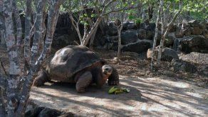 Galápagos: Muere tortuga gigante Pepe el Misionero