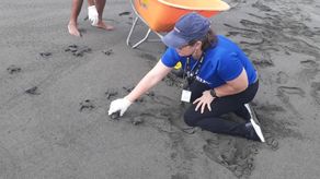 Actualmente MiAmbiente y la Asociación Amigos y Vecinos de la Costa y la Naturaleza, avanzan en la ejecución del programa de conservación y monitoreo de tortugas marinas. Actualmente MiAmbiente y la Asociación Amigos y Vecinos de la Costa y la Naturaleza, avanzan en la ejecución del programa de conservación y monitoreo de tortugas marinas.