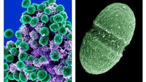 Una persona sana porta 10.000 especies de gérmenes