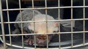 Cría de grisón. Cría de grisón.