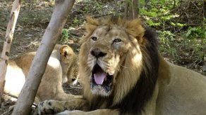 India: Trenes a paso lento para no atropellar al león asiático