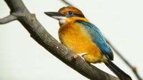 Muere ejemplar de un ave en extinción; quedan solo 145