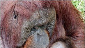 ONU inaugura conferencia sobre biodiversidad