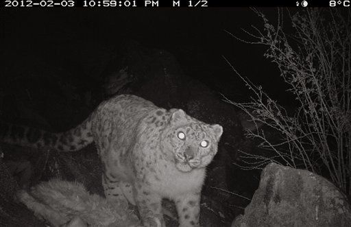 Detectan leopardos de la nieve, especie en peligro