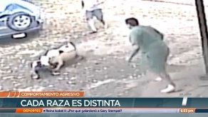 Expertos: No hay razas de perros agresivos