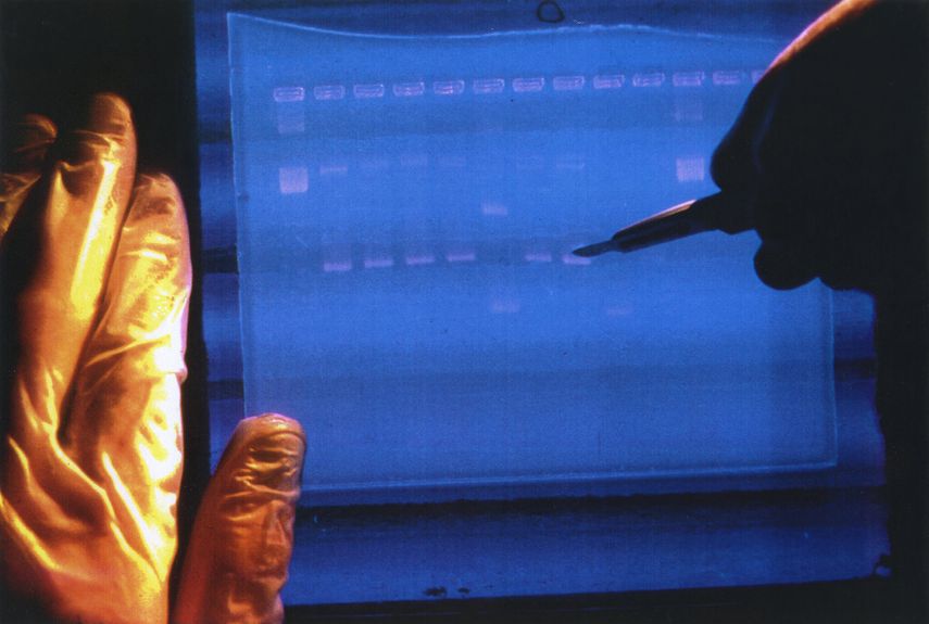 El genoma humano está formado por unos 3.100 millones de subunidades de ADN