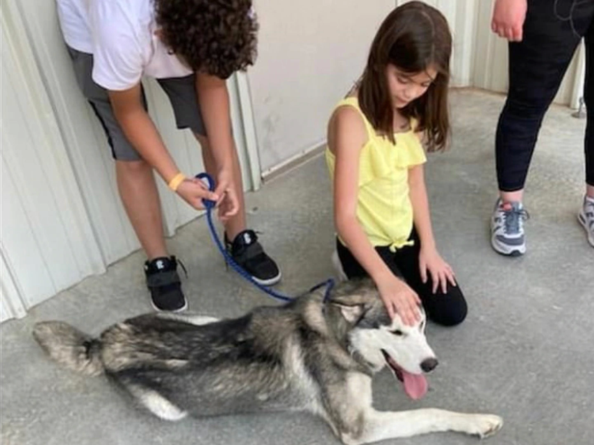 Video perro abandonado