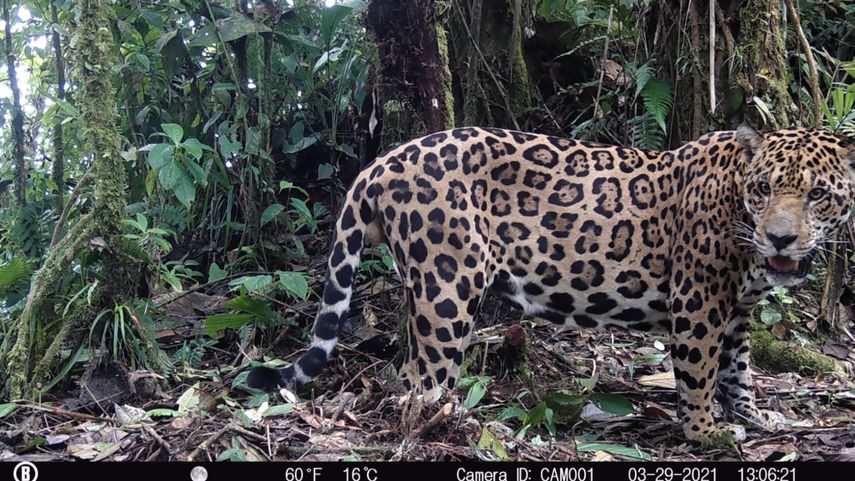 Conservación del Jaguar en Panamá