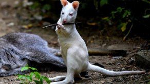 El zoo de Skopje se vuelca en su nueva cría de canguro albino