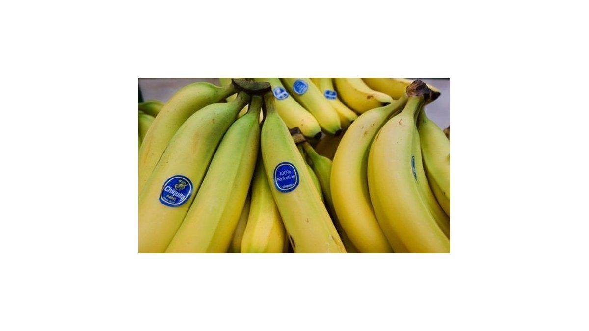 Carrera científica para salvar la banana favorita de los países ricos