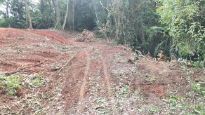 Tala de árboles en área protegida de Colón. Tala de árboles en área protegida de Colón.
