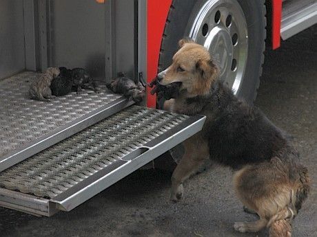 Perra salva de incendio a sus cinco cachorros