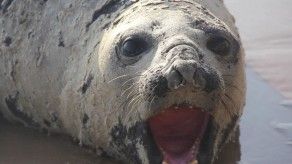 Foca aparece en Isla de Taboga