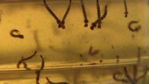 Confirman primer muerto por dengue de 2015 en Tocumen