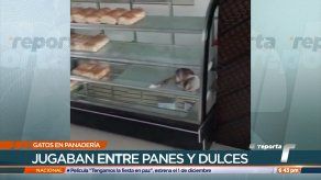 Multan a panadería en Pacora tras denuncia de gatos en vitrina