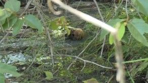 Ministerio Público inicia investigación tras hallazgo de osamenta en Río Mar Ministerio Público inicia investigación tras hallazgo de osamenta en Río Mar