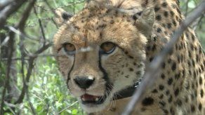 La lucha de Laurie Marker por salvar de la extinción al animal terrestre más veloz