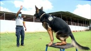 Unidades caninas de la Policía Nacional, un vículo de amistad Unidades caninas de la Policía Nacional, un vículo de amistad