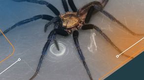¡Asombroso! Nueva especie de araña fue descubierta en Darién