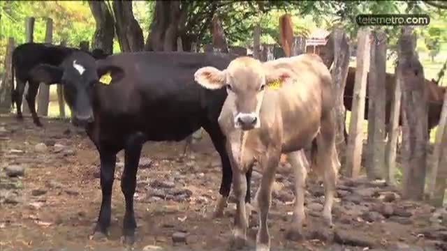 Fincas productoras de leche grado A en Chiriquí han cerrado por pérdidas