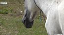 Asesinan a un joven en Río Hato y los responsables escapan a caballo. Asesinan a un joven en Río Hato y los responsables escapan a caballo.