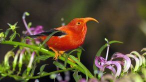 Culpan al cambio climático por el declive de aves en Hawaii