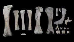 Los gigantescos Rapetosaurus adquirían enseguida proporciones de adulto