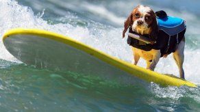 Concurso Anual de Perros Surfistas