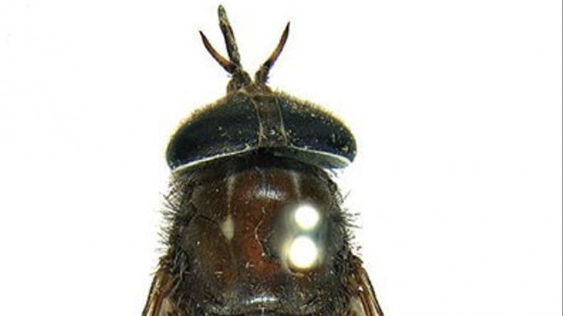 Tábano australiano con trasero dorado es nombrado en honor a Beyo