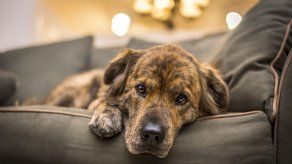 Enfermedades transmitidas por mascotas aumentan en primavera y verano