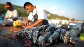 FAO pide fomentar consumo de pescado para enfrentar hambre en Mesoamérica
