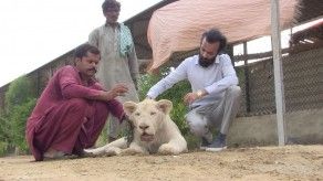 Un lujo salvaje en Pakistán