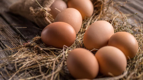 Panamá avanza en la producción y certificación de productos pecuarios orgánicos