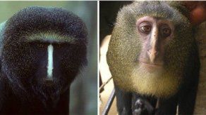 Científicos identifican nueva especie de primate