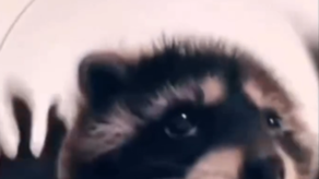 Pedro Trend: ¿De dónde viene el trend del mapache?