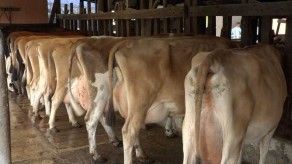 Mida sacrifica reses enfermas con tuberculosis Mida sacrifica reses enfermas con tuberculosis