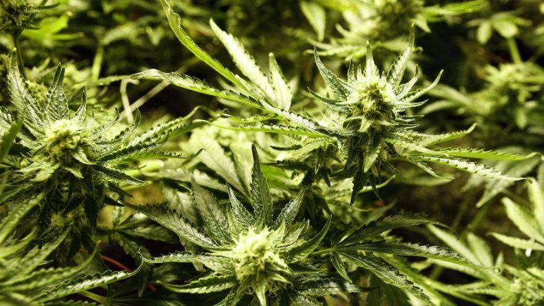 Incautan 2 toneladas de marihuana, mayor cargamento en el Caribe en 2014